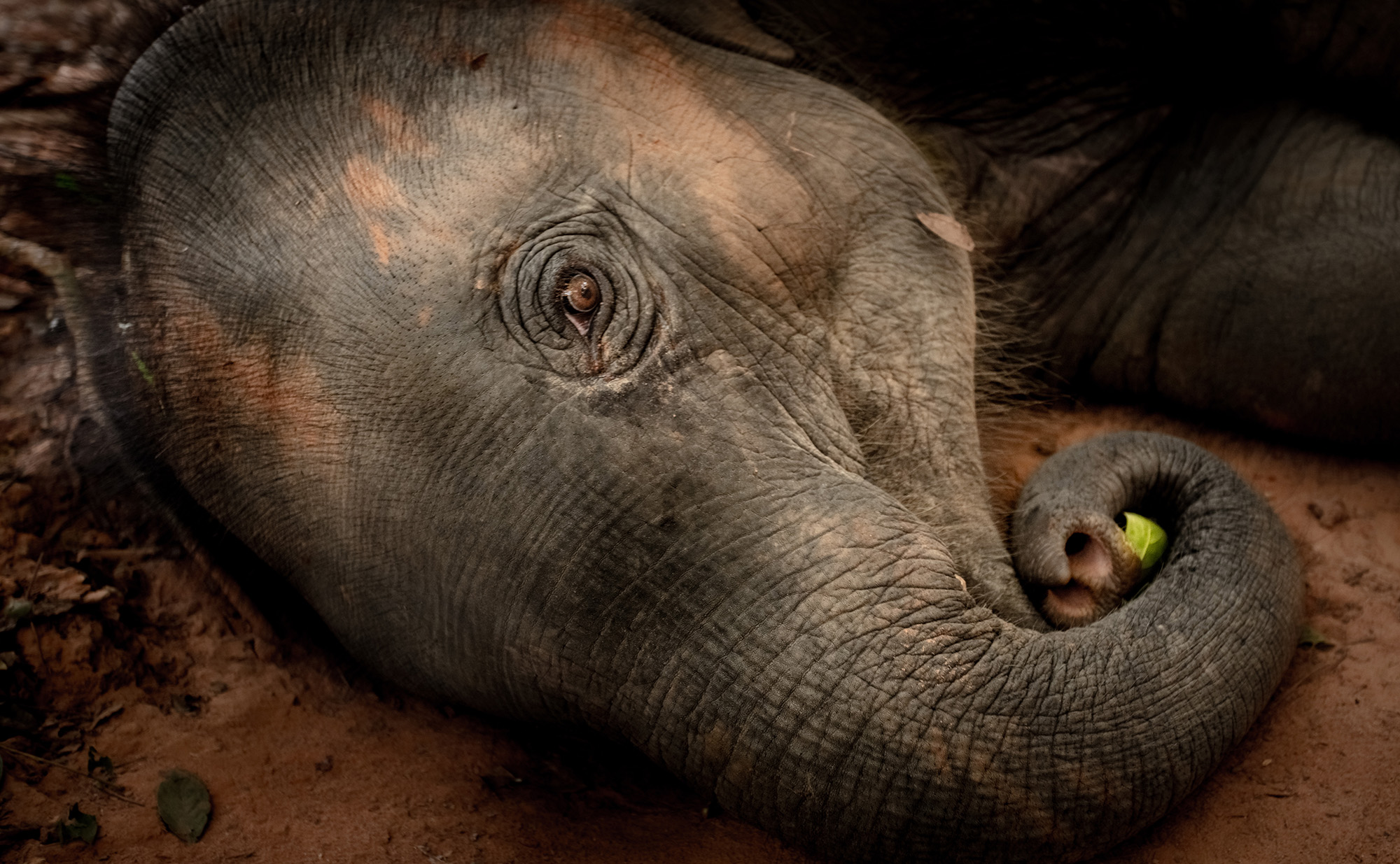 Saving starving elephants in Asian sanctuaries and parks