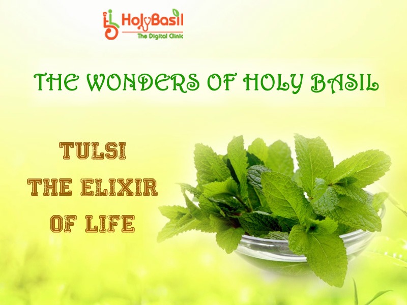 THE WONDERS OF HOLY BASIL (Tulsi - The Elixir of Life)