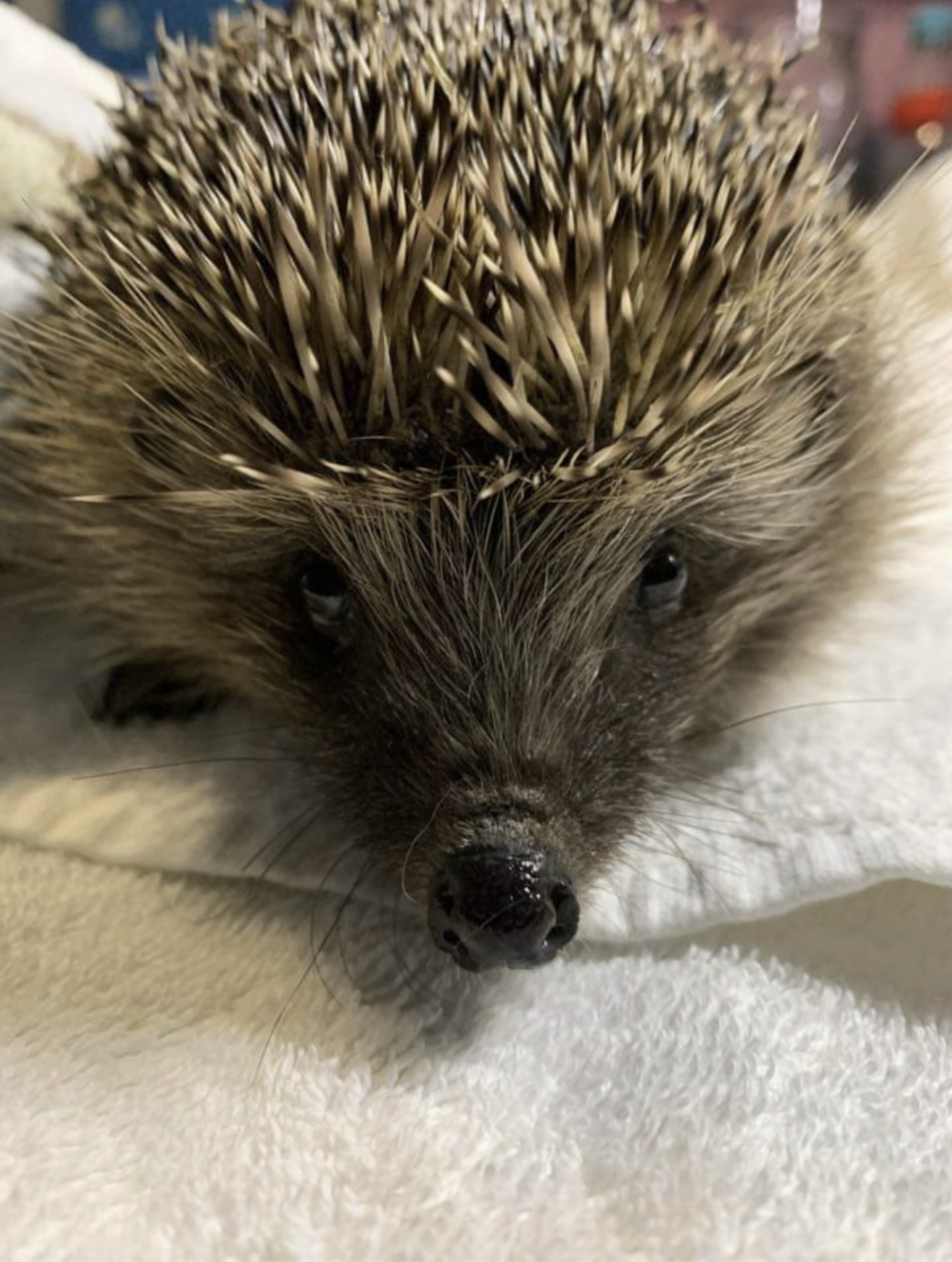 Save Our Hedgehogs! Wildlife Rescues Warn of Danger to Hedgehogs from Strimmers as Peak Gardening Season Arrives